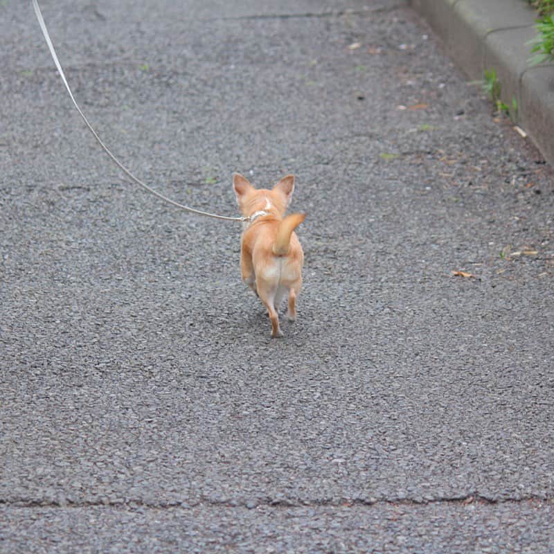 まち(Machi)のインスタグラム：「. 🐕🐕🐕🐕 . 雨で散歩行けませんねぇ。 . #chihuahua #chihuahuas #dog #instadog  #weeklyfluff #doglover #chihuahualove #ふわもこ部 #choco #azuki #omochi #チワワ #ちわわ #犬 #スムチー #ロンチー #ちわすたぐらむ #いぬすたぐらむ #ちわわ部」