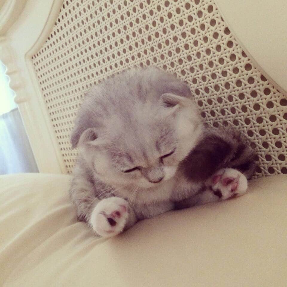 Haruのインスタグラム：「Sleepyhead #babyharu #haruthecat #พี่รุตอนตัวเล็ก #หลับตัวเล็กๆน่ารัก #tb」