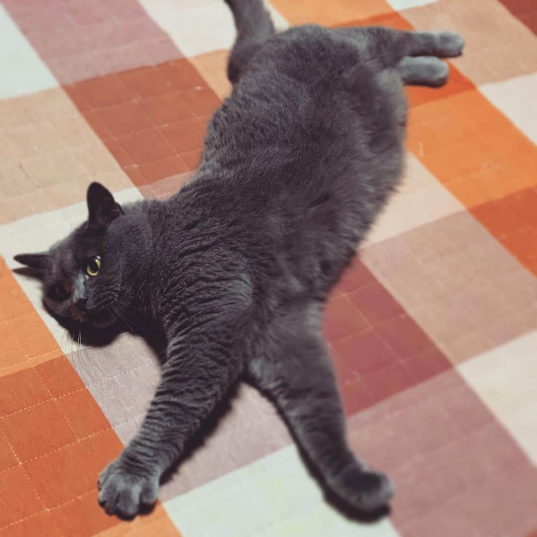 チキン南蛮カレーのルウ王子のグルメインスタ