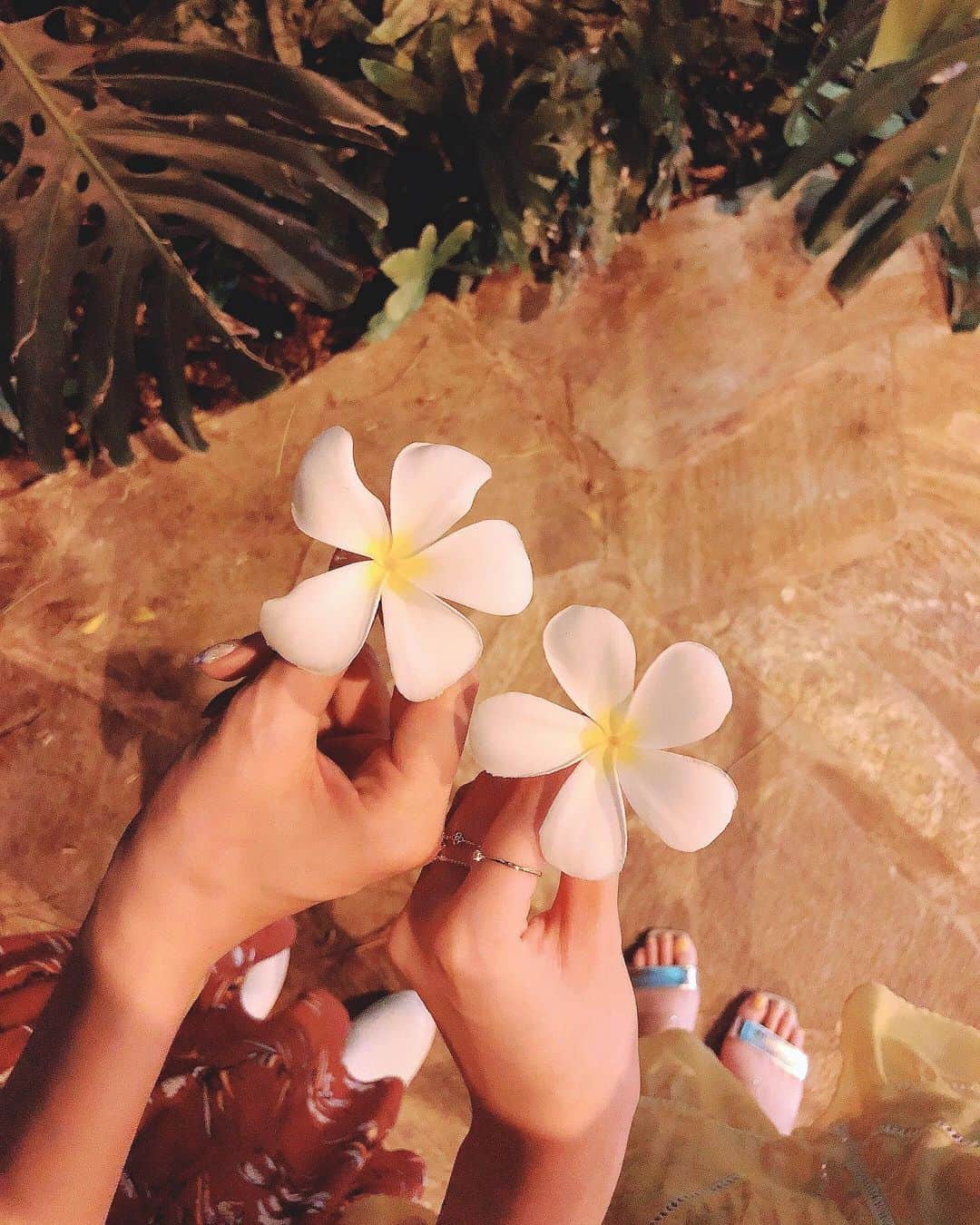 菊原梨華さんのインスタグラム写真 - (菊原梨華Instagram)「・ ・ プルメリアの花ほんとうに 可愛い❤️ ・ また海外行きたいのと、 1人で海行ってぼーーっとするのは この夏実行しよう🏝 ・  綺麗な景色が見たい𓇼 ・ #hawaii #ハワイ#ホノルル#ハワイ旅行 #旅行#trip #旅#楽しかった#enjoy#beauty#プルメリア#お花#flower#followme#good#love#夜#癒し」7月7日 21時55分 - happyluckyhappy