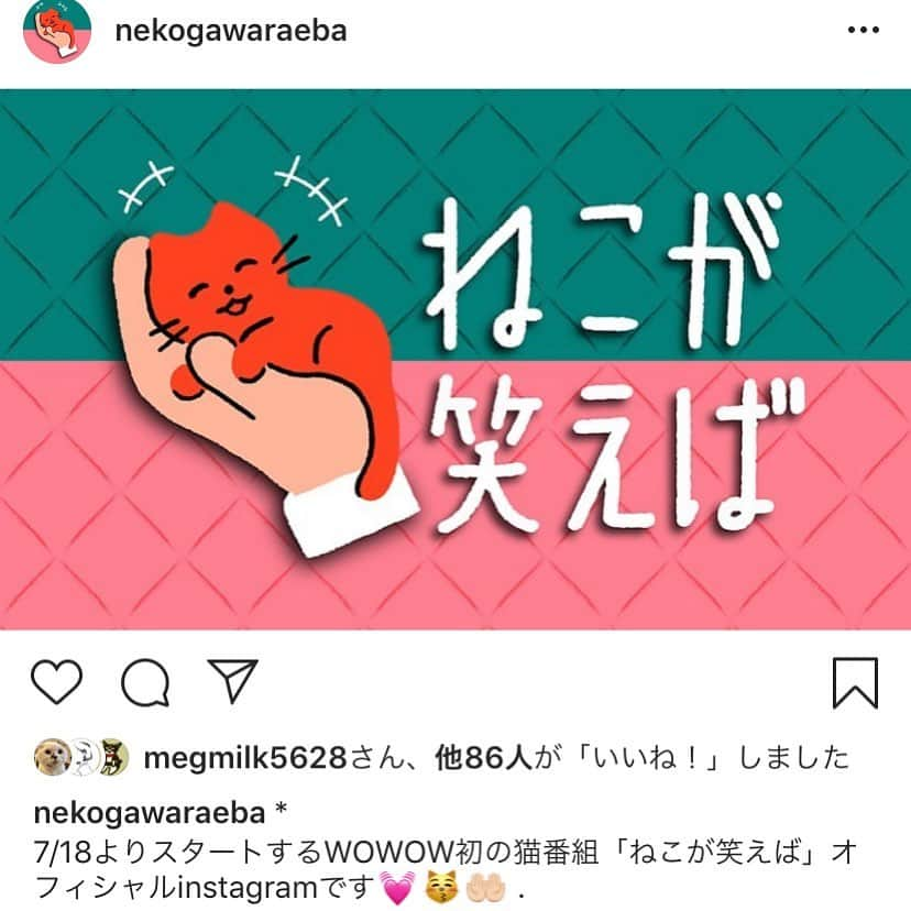 坂本美雨さんのインスタグラム写真 - (坂本美雨Instagram)「WOWOWにマニアックなネコ番組が生まれようとしている。 フォローしてねっ。 @nekogawaraeba  ネコ吸い妖怪は、とりあえずいろんなネコを吸いにロケに行きたい、と主張中。」7月7日 21時57分 - miu_sakamoto