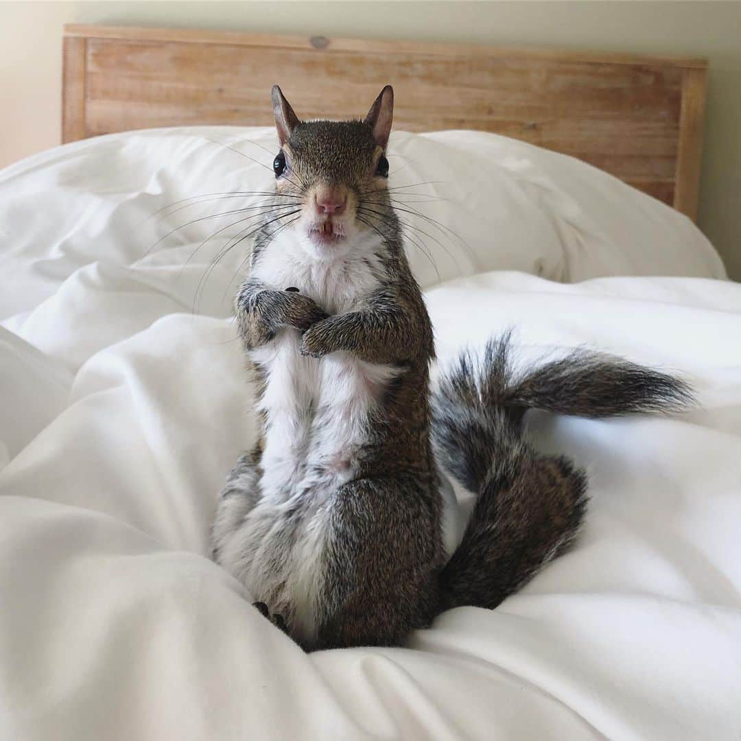 Jillさんのインスタグラム写真 - (JillInstagram)「Let’s stay here all day. . #petsquirrel #squirrel #squirrels #squirrellove #squirrellife #squirrelsofig #squirrelsofinstagram #easterngreysquirrel #easterngraysquirrel #ilovesquirrels #petsofinstagram #jillthesquirrel #thisgirlisasquirrel #inbed」7月7日 22時12分 - this_girl_is_a_squirrel