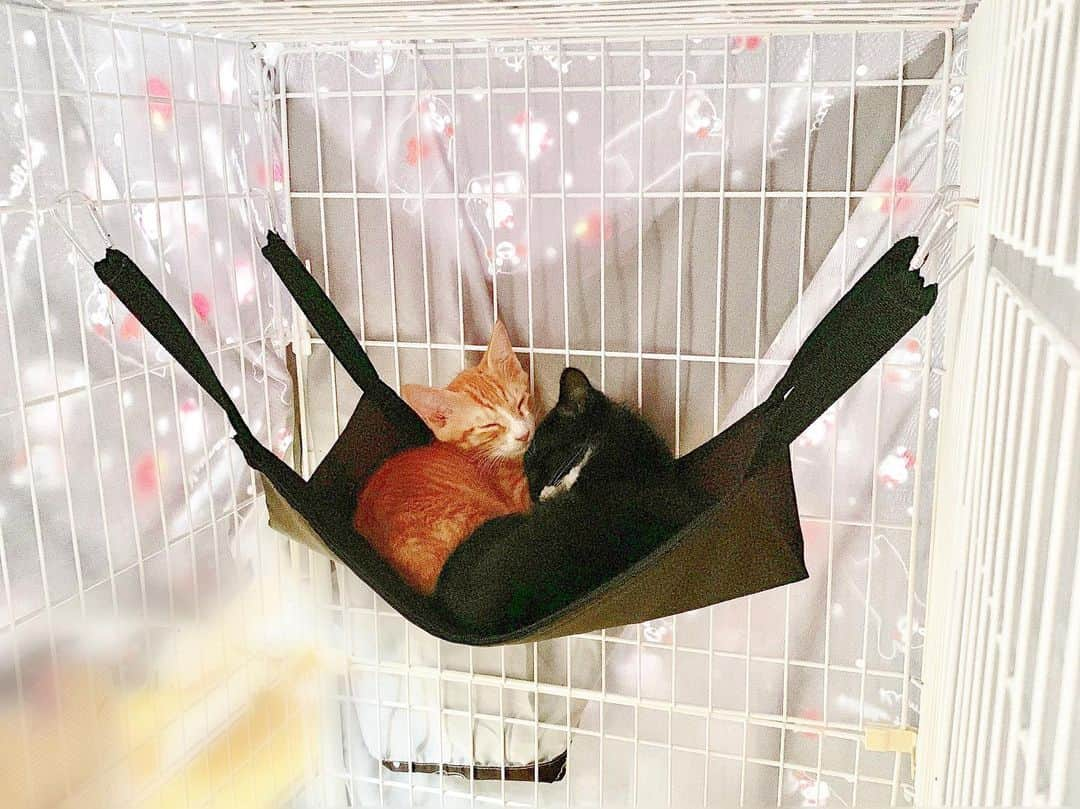 猪狩ともかさんのインスタグラム写真 - (猪狩ともかInstagram)「😻😻 . . 大切な家族が増えました🐱✨ . 七夕に我が家に来たので 「天の川」の天から 【茶:あま♂黒:てん♂】 と名付けました。 . 里親募集していた保護猫ちゃんです。 殺処分されていく動物たちを救いたいと強く思いました。 . これからよろしくね幸せになろうね💓 . . . #猫 #保護猫 #てんとあま #兄弟 #里親 #譲渡会 #動物愛護 #慣れるまでゲージ生活 #ゲージにシーツ #初日から喉ごろごろ #私はめろめろ #動物飼うと婚期逃すって言葉の意味がわかる #悟り #とにかく可愛い #カワE #カワF」7月7日 22時12分 - igari_tomoka