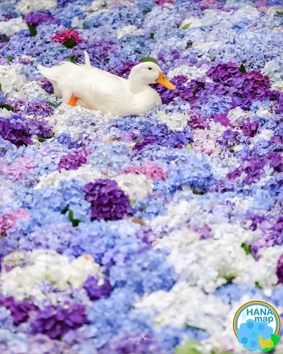 はなまっぷ❁日本の花風景さんのインスタグラム写真 - (はなまっぷ❁日本の花風景Instagram)「💠☔️はなまっぷの紫陽花まつり☔️💠 * @nanamuh6939 さんの 紫陽花に花まるを💮 * 梅雨を彩る素敵な紫陽花をありがとうございます😊💠 * 茨城  #雨引観音 Amabiki Temple, Ibaraki Pref. * 💠アジサイの花言葉💠 家族団らん、仲良し * ☔️•••💠•••🌈•••🐸•••🌈•••💠•••☔️ * 💠紫陽花まつり概要💠 * 期間:〜6/30頃まで ➡️7/7(日)まで延長します * タグ:#はなまっぷ イベント用タグはありません * #はなまっぷ  のタグの中から、紫陽花のお写真をどんどんご紹介させていただきます。期間中はランダムに、複数枚投稿でもご紹介させていただく場合がございます。 * #紫陽花#アジサイ#あじさい#日本#梅雨#花 * ☔️•••💠•••🌈•••🐌•••🌈•••💠•••☔️ *」7月7日 22時26分 - hanamap