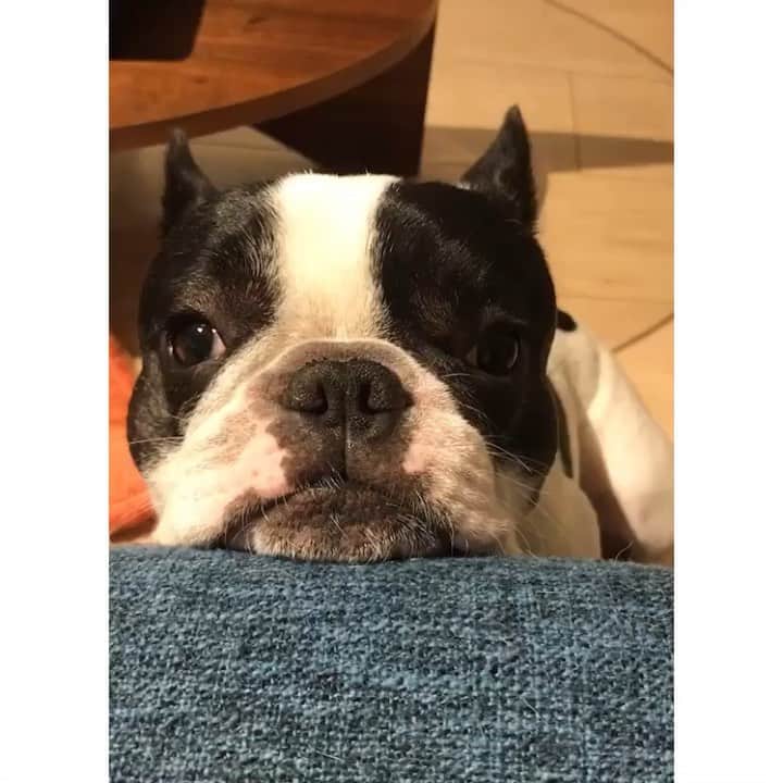 のインスタグラム：「Staring Contest👀 ムービーって言われなきゃ 気付かないぐらい動かない🤨 * * #frenchbulldog #dog #frenchie #buhi #pet #family #instadog #cutie #sweetie #staringcontest #cute #dogstagram #lol #tokyo #japan #フレンチブルドッグ #フレブル #ブヒ #ペット #愛犬 #家族 #いぬすたぐらむ #にらめっこ #犬バカ #親バカ #いぬバカ部 #ぶさかわ #ブサカワ #ひょうきん #東京」