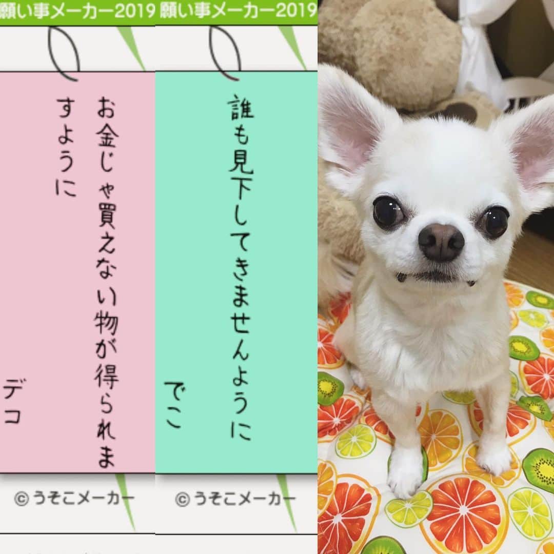 Maki さんのインスタグラム写真 Maki Instagram 19 7 7 七夕 デコ フワ ピノ サラ オミ 今年もコレ やってみたよ 七夕 うそこメーカー 願い事メーカー フワとサラ長くない Dog Chihuahua Chihuahualove