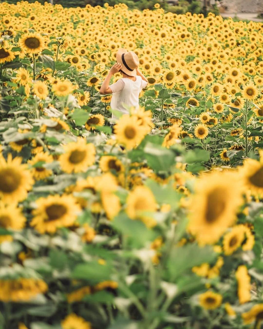 Sonoda COO Yukiyaさんのインスタグラム写真 - (Sonoda COO YukiyaInstagram)「夏が来た Summer has come  #instagram  #beautifuldestinations  #earthpix  #earthfocus  #kyotophotographer  #tokyophotographer  #proposal #proposalphotographer #tokyoproposal #kyotoproposal #proposalphotographer #prewedding #tokyoprewedding #kyotoprewedding #preweddingphotographer  #tokyopreweddingphotographer #kyotopreweddingphotographer  #wedding #tokyowedding #kyotowedding #tokyoweddingphotographer #kyotoweddingphotographer」7月7日 22時53分 - coo_travelphoto