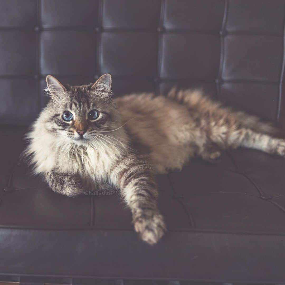 Holly Sissonのインスタグラム：「Just chillin’, how about you? 😹 #toronto #cat #SiberianCat (See more of Alice, Finnegan, and Oliver, on @pitterpatterfurryfeet) ~ Canon 1D X MkII + 35 f1.4L @ f1.4 See my bio for full camera equipment information plus info on how I process my images. 😊 ~ @bestmeow #bestmeow」