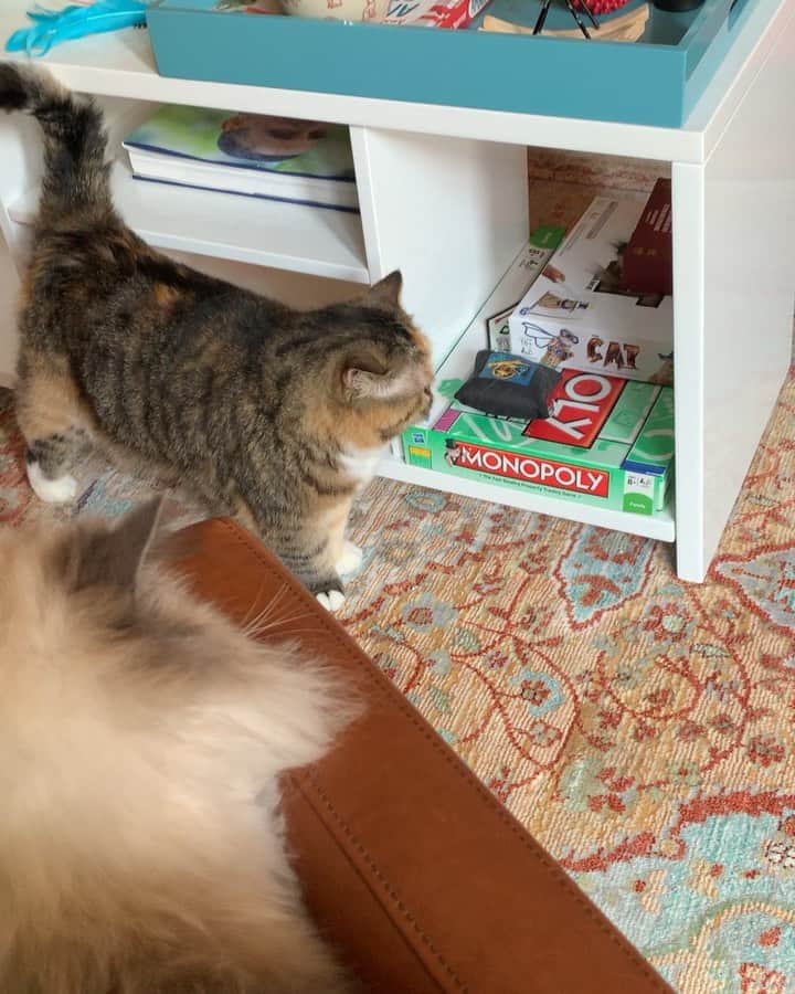Tinaのインスタグラム：「Wheezy’s always playing hard to get 😽」