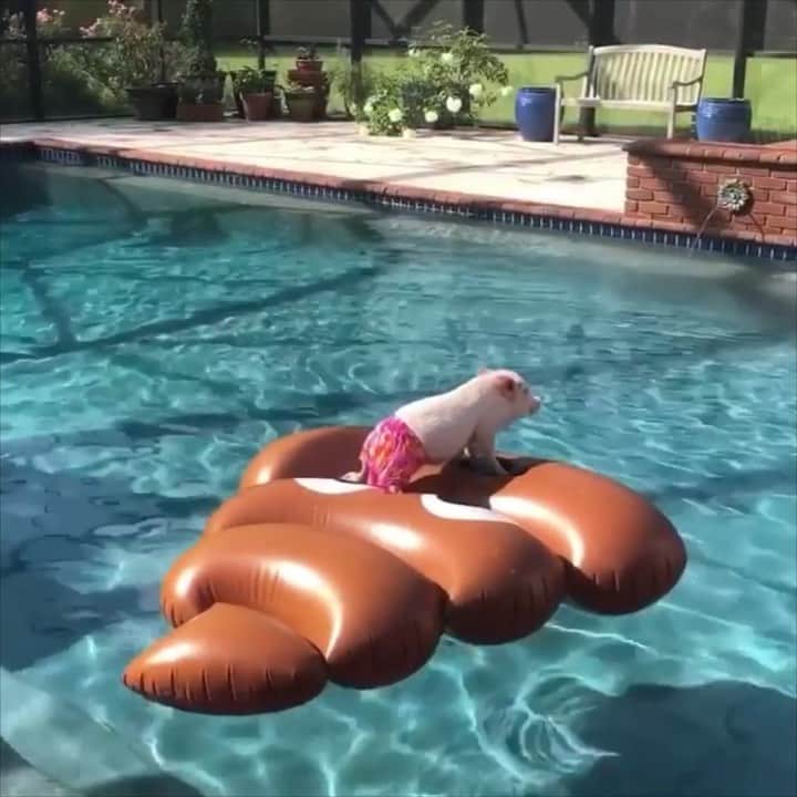 のインスタグラム：「This is what Silly Pop and his mini me do when Grandma tells them they can go swimming, but she better not find any poop in the pool!🐷💩💦#popsgotjokes #SillyPop #PiggyPenn #PrissyandPop」