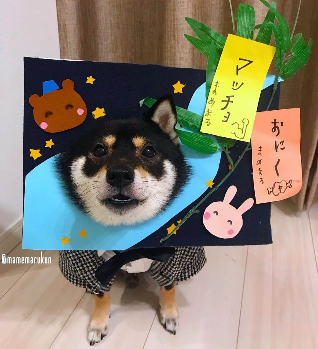 まめ丸のインスタグラム：「* * ちょっとすぎちゃったけど、 『たなばた🎋』だったねー🐶💓 ぼくもたんざくかいたよ❣️ * きのうはおいわいコメントたくさんありがとー🐶❣️ 4さいもがんばるぞー💪✨ * Today is Tanabata or Star Festival in English🌟 People write their wishes and hopes on paper and hang them on bamboo🎋 My wishes are...🌟 『I wish to be a muscular man🐶💓』 『I want lots of meat🍖 』 #mamemaruscosplay * #はめ丸 シリーズ第３２弾 七夕その4🎋 #たなぼたじゃないよたなばただよ #今年はキホンにもどってマッチョとおにく💪🍖 * #柴犬#豆柴#柴#黒柴#犬#ふわもこ部#shiba#shibainu#shibastagram#shibadog#puppy#instadog#dogstagram#dog#instashiba#petstagram#pet#mydogiscutest#강아지#멍스타그램#ig_japan#doglover#weeklyfluff#dailyfluff#七夕」