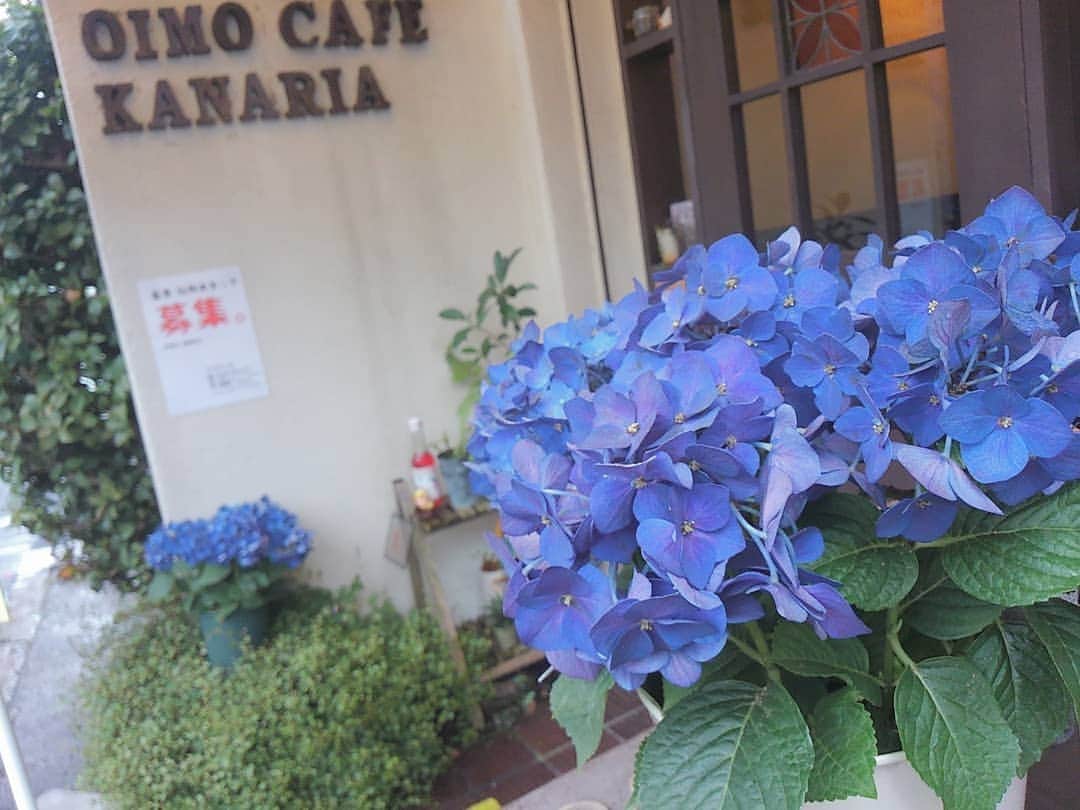 おいもカフェ金糸雀さんのインスタグラム写真 - (おいもカフェ金糸雀Instagram)「. 【短期バイト募集 終了】 . 今年のおいもカフェの夏季短期バイト募集は、定員に達しましたので終了とさせて頂きます。 ご応募、ありがとうございました！ . #おいもカフェ金糸雀 #おいもカフェ #カフェ #鎌倉 #鎌倉カフェ #小町通り #紫陽花 #あじさい #アジサイ #ディープパープル . 《おいもカフェ金糸雀》 営業時間：10:00-18:00(L.O.17:30) 定休日：水曜日 248-0006 神奈川県鎌倉市小町2-10-10 小町TIビル1F TEL：0467-22-4908」7月8日 0時20分 - oimocafekanaria