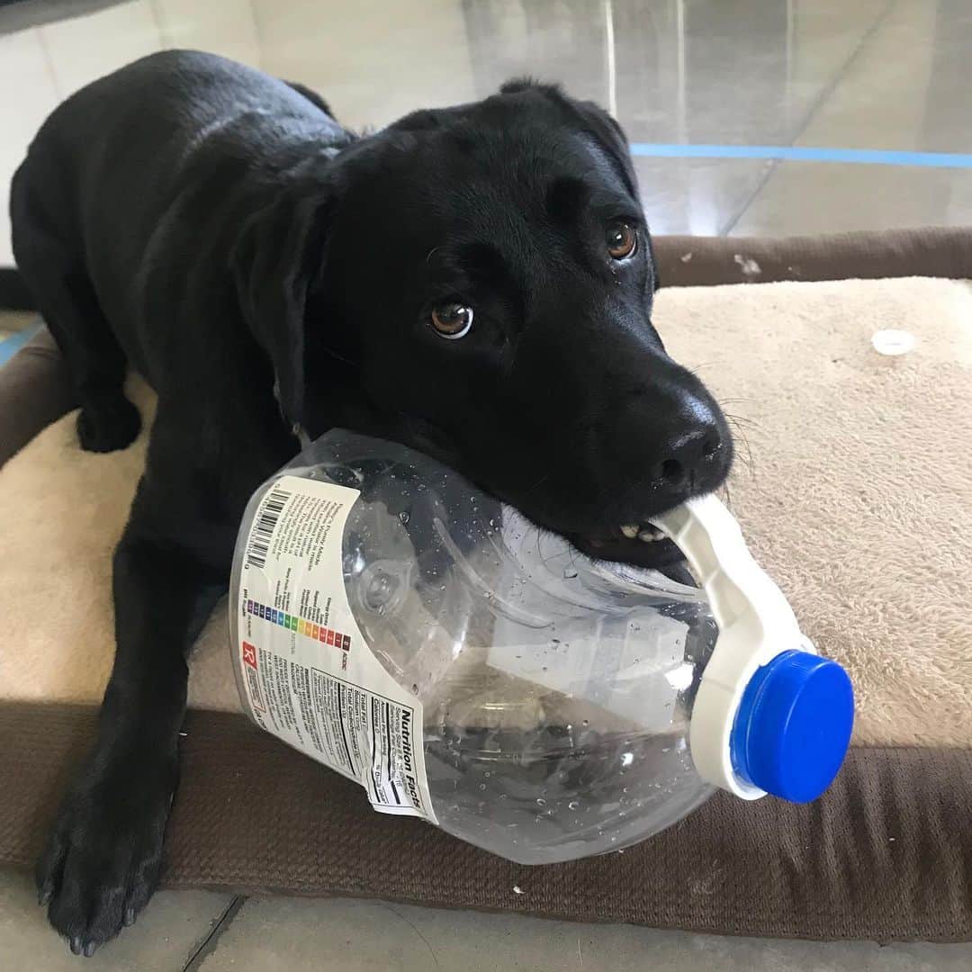 ストーン・コールド・スティーブ・オースチンのインスタグラム：「Cali ended up catching the most elusive water bottle in history. The End.」