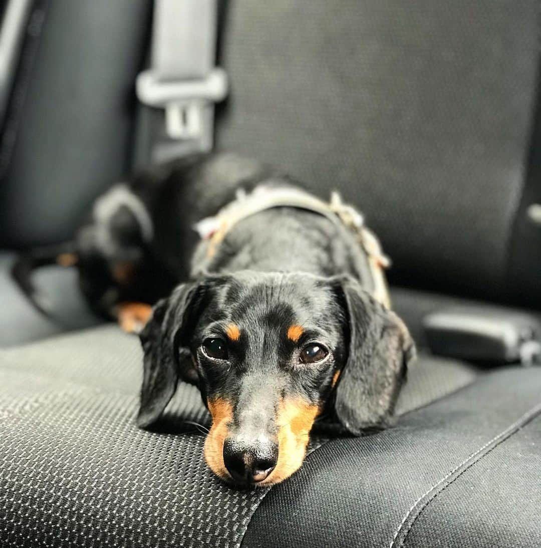 Crusoe the Celebrity Dachshundさんのインスタグラム写真 - (Crusoe the Celebrity DachshundInstagram)「“Black and tan and handsome” ~ Crusoe」7月8日 0時28分 - crusoe_dachshund