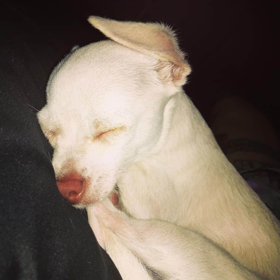 マーガレット・チョーさんのインスタグラム写真 - (マーガレット・チョーInstagram)「Lucia is perfect #chihuahua #rescuedog #dog #love」7月8日 0時22分 - margaret_cho
