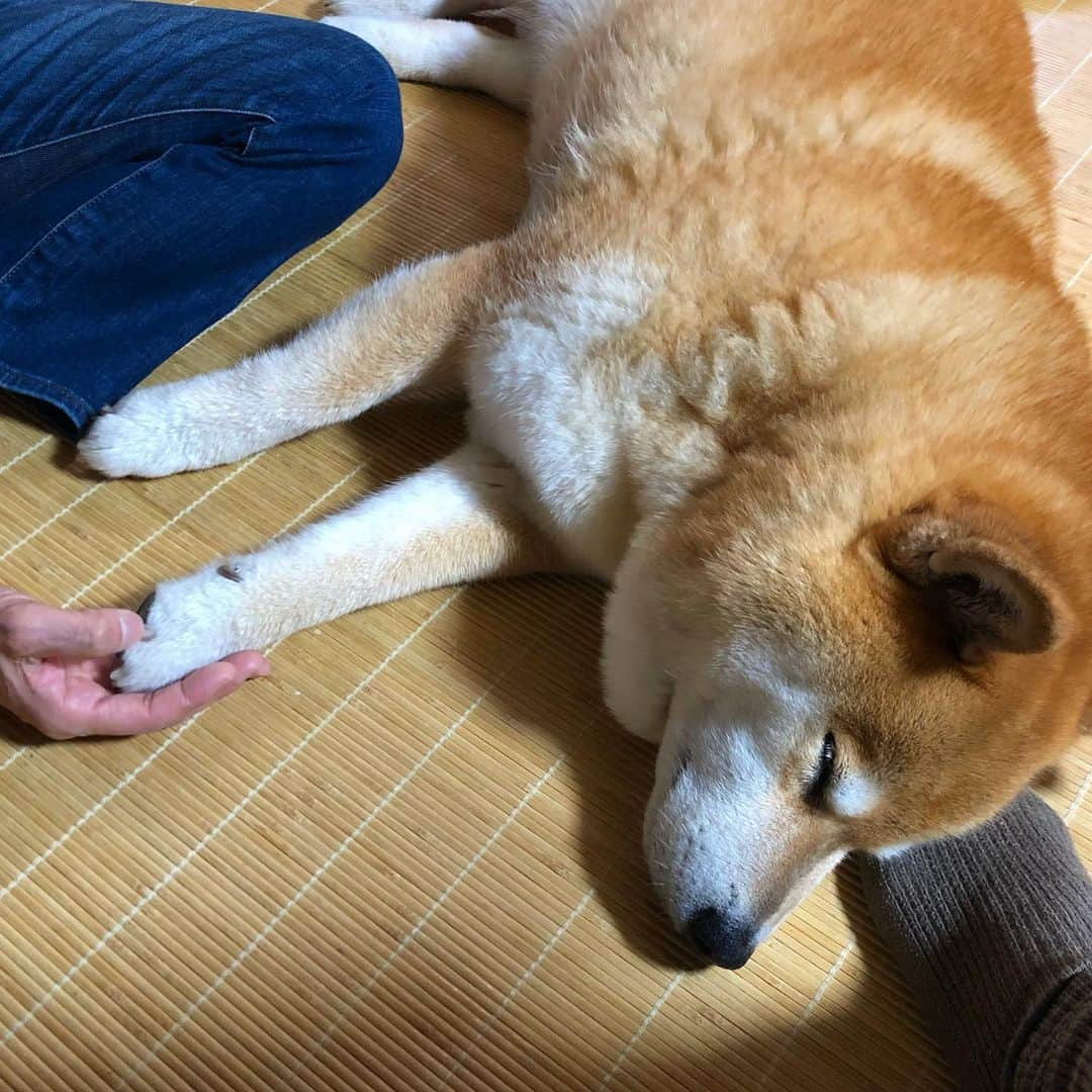 まる（まるたろう）さんのインスタグラム写真 - (まる（まるたろう）Instagram)「Good night!!✨🐶💤✨みんな大丈夫だよ #まる一人で寝れるから #パパは足どけてね #心配ないさ #パパは足どけてね」7月8日 0時25分 - marutaro