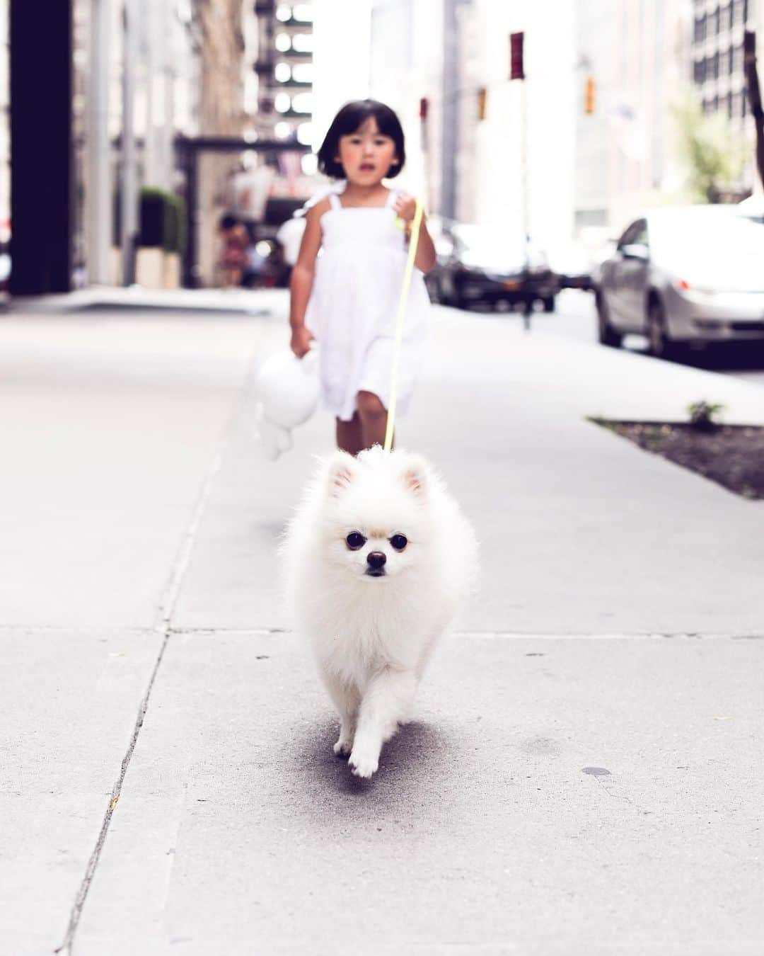 Buddy Boo Blueさんのインスタグラム写真 - (Buddy Boo BlueInstagram)「Little Bean sprout in the big city! I think the busy-ness of New York City reminds Bean of being in Seoul. He walks down the streets so confidently like this reminds him of home. Looks like we have a city dog! 🐶🚕🏙」7月8日 0時26分 - buddyboowaggytails