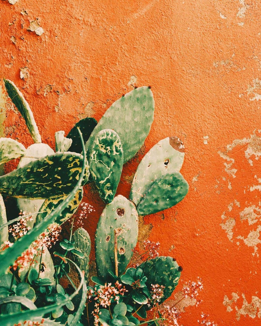 リリー＝ローズ・メロディのインスタグラム：「Colors and textures 💚🧡. Hope you all had a rainbow weekend!」