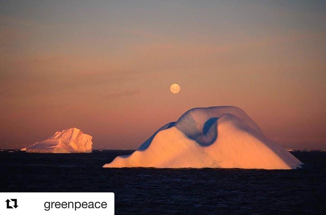 ファイン・フレンジーのインスタグラム：「wow... thank you for your work, Roger. May you Rest In Peace. Please sign the petition on the @greenpeace bio #Repost @greenpeace ・・・ We pay tribute to legendary photographer, who has sadly left us. Roger Grace was a specialist in underwater photography, who began working with Greenpeace in 1990. His iconic photos show his love for marine life and his commitment to protect it. 👉 Sign the petition linked in our bio to #ProtectTheOceans . . 📸: © Greenpeace / Roger Grace . . Captions: 1. Sunset and moonrise during a Greenpeace Antarctica Expedition. 2. Coral Gardens, Great Barrier Reef, Australia.  3. Spotted dolphin as seen from the Rainbow Warrior off the coast of Australia. 4. Underwater view of turtle, shot just below water line, Equator, Pacific Ocean.  5. Greenpeace Antarctica Expedition 1990/91. 6. Greenpeace divers and inflatable over Hibernia Reef, Timor sea. . . . . #BluePlanet #oceans #greenpeace #sealife #oceans #deepsea #wild #nature #marinelife #sea #activism #wildlife #wildlifeconservation #wildlifephotography #ocean #oceanphotography #marinephotography」