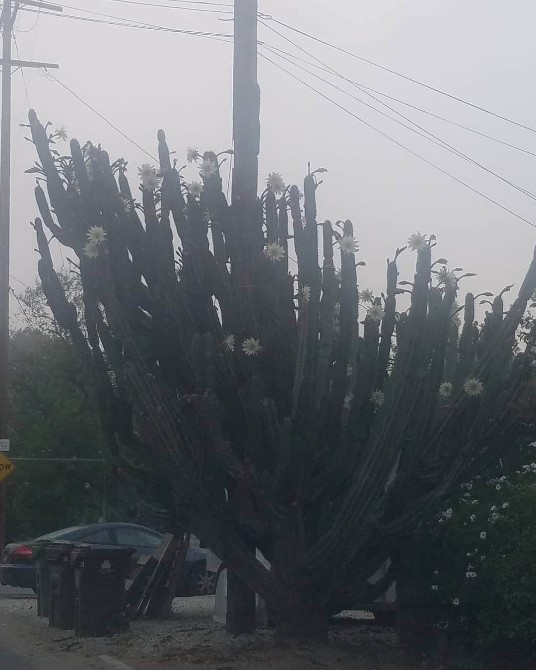 ガソリングラマーさんのインスタグラム写真 - (ガソリングラマーInstagram)「Crazy huge beautiful flowering cactus in the neighborhood #shadowhills 🌵🌼」7月8日 0時45分 - gasolineglamour