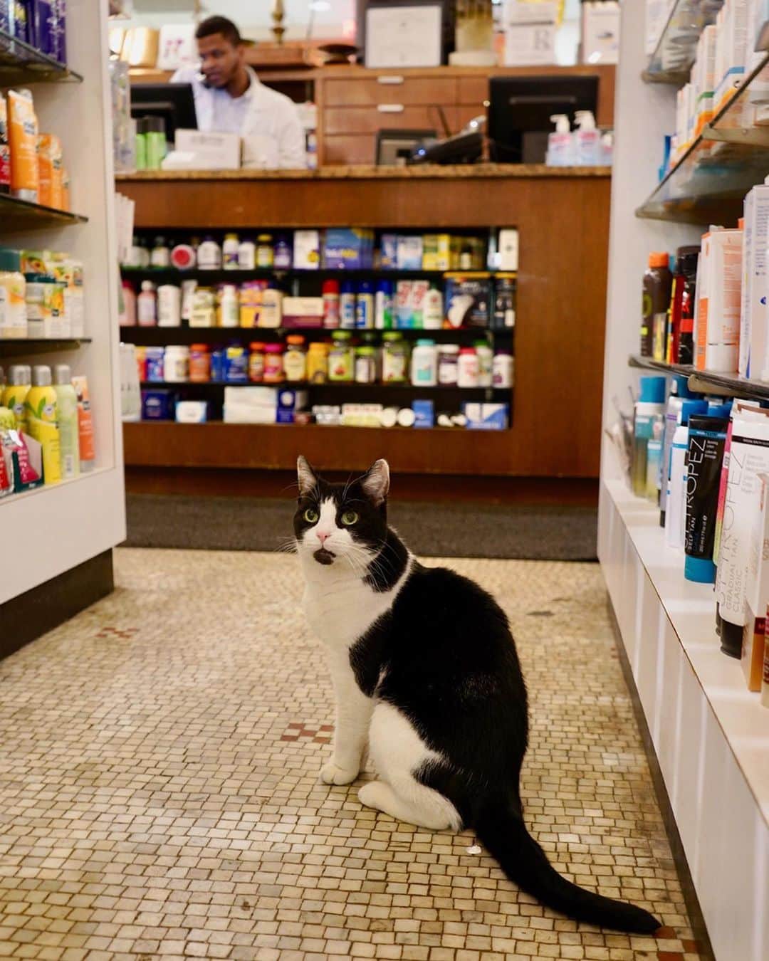 C.O. Bigelowさんのインスタグラム写真 - (C.O. BigelowInstagram)「Follow Allegra to our sunscreen aisle! ☀️ Cats don't need SPF protection* but she knows JUST how important it is for our customers, especially when the sun's rays are their strongest! ♨️ Get to know our sun care brands @supergoop @mdsolarsciences @coola @barerepublic @larocheposayusa @lovesunbody @letitblock and check out all the other options our apothecary has to offer! (**Sphynx cats are actually quite sensitive to the sun so talk to your vet about a safe sunscreen if you plan on being outside together!)」7月8日 1時04分 - cobigelow