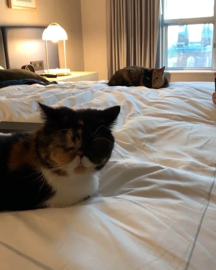 Pudgeのインスタグラム：「Pudge got to hang with her twin sister @venustwofacecat after @meowfestival 👯‍♀️ Pudge likes to be the Queen and only likes to be around cats that are chill like her. Venus is so sweet with other cats, so they got along well ❤️」