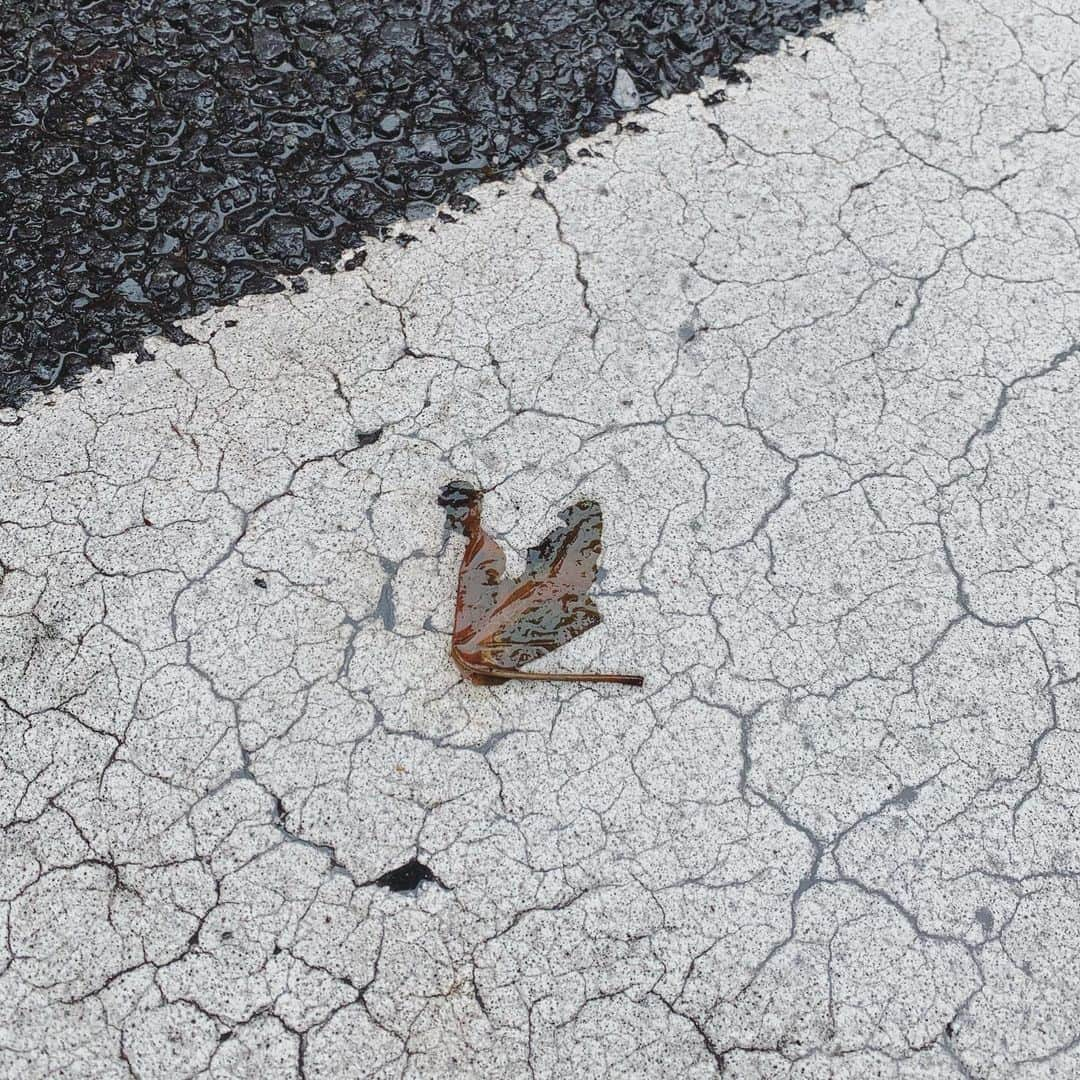 坂本美雨さんのインスタグラム写真 - (坂本美雨Instagram)「がちょうだねぇ！と写真撮ってたら となりの3歳が申し訳なさそうに “たぶん…葉っぱだよ…” と 😹」7月8日 10時51分 - miu_sakamoto