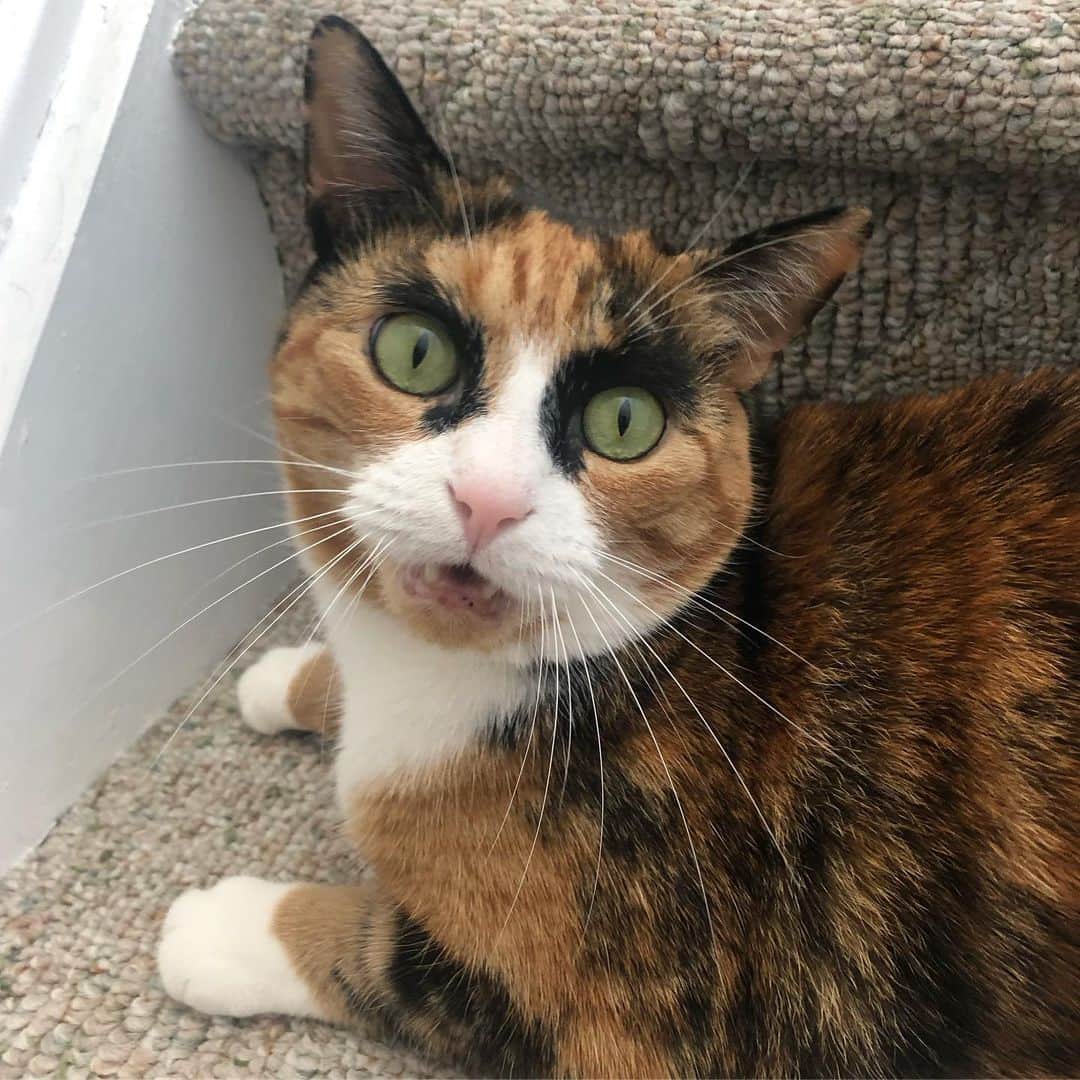 リリーのインスタグラム：「Sunday scaries 😱」