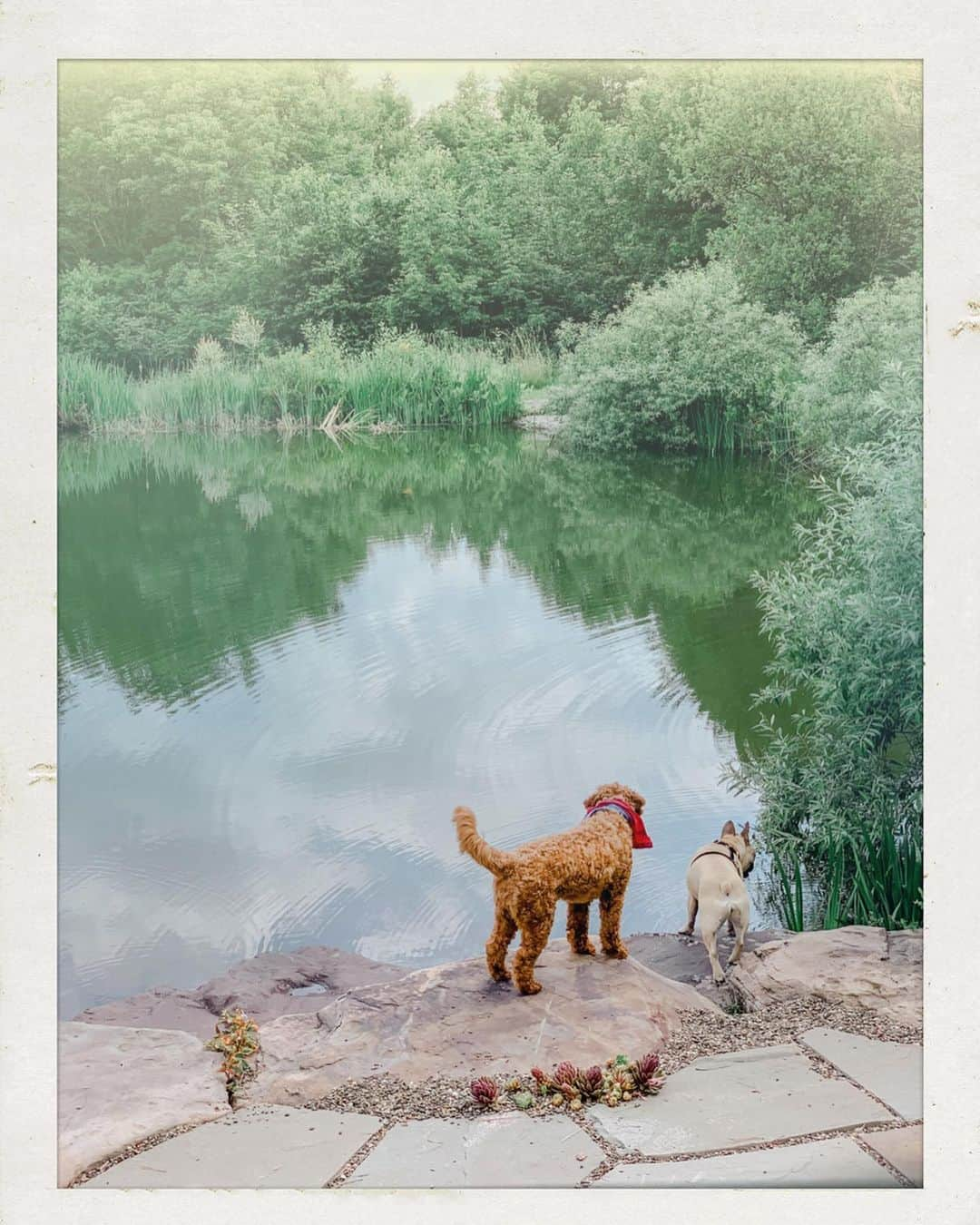 サマンサウィルスさんのインスタグラム写真 - (サマンサウィルスInstagram)「Writing books, swimming ponds, eating peaches and fending off wild (Bowie) bears. Some summer polaroids. -SWx 🍑🐻🍃」7月8日 11時07分 - samanthawills