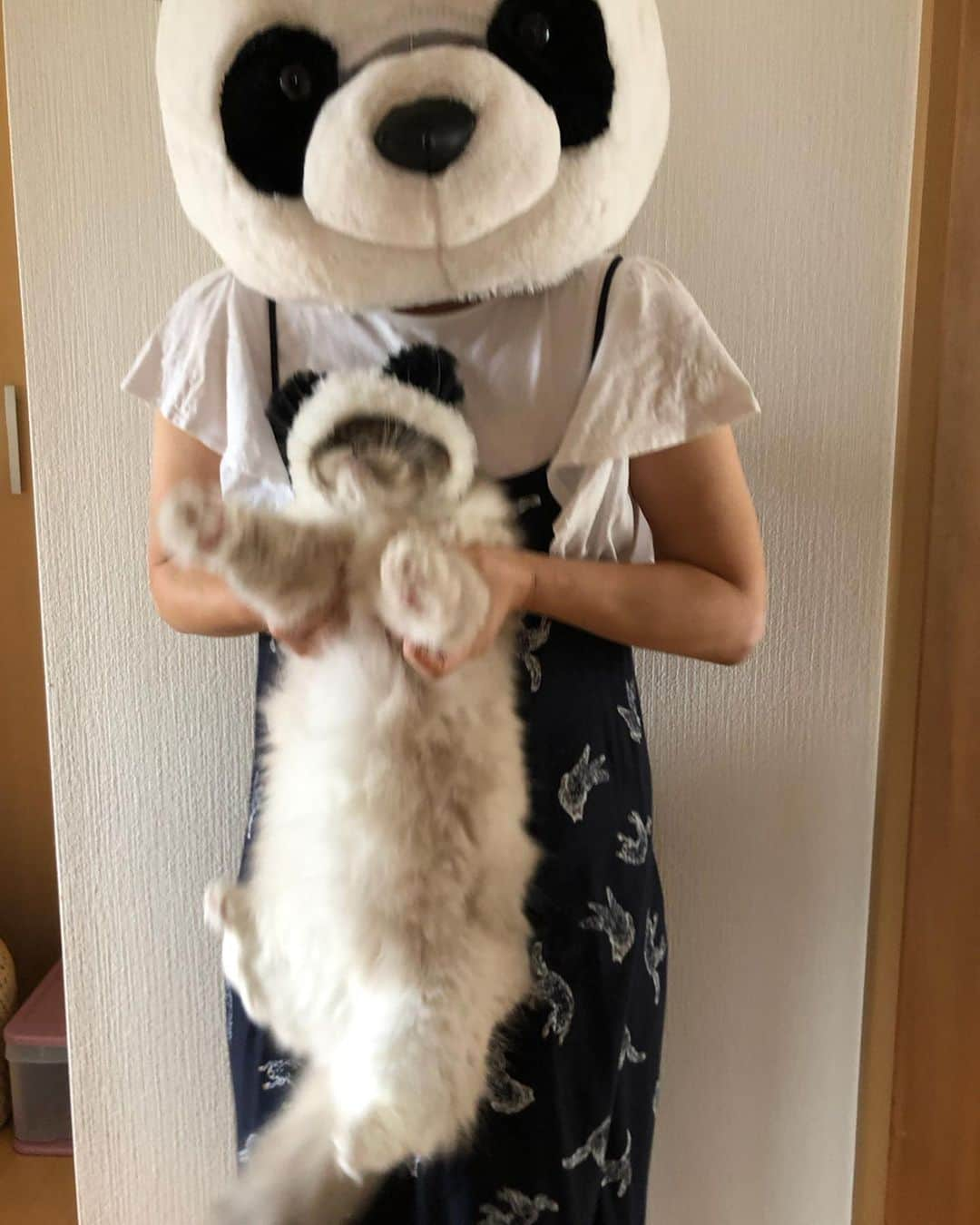 しるこさんのインスタグラム写真 - (しるこInstagram)「2019.7.8 誰かウチに写真撮りに来てください😂 #カリスマ下手くそカメラマン撮影 #親子パンダで撮りたかったのにワタシのパンダが見切れてばかり😂 #俺には無理だと開き直った🤣 . #腹毛祭 #抱っこべろーん #被り物しるこの憂鬱 thanks🐼 @torachanthecat . 寅治ちゃんシナモンちゃん 13歳のお誕生日おめでとう🎂 @cinatora #寅シナちゃんHappy13thBirthday2019 次これ被る⁇😂 .」7月8日 11時03分 - shirukotan