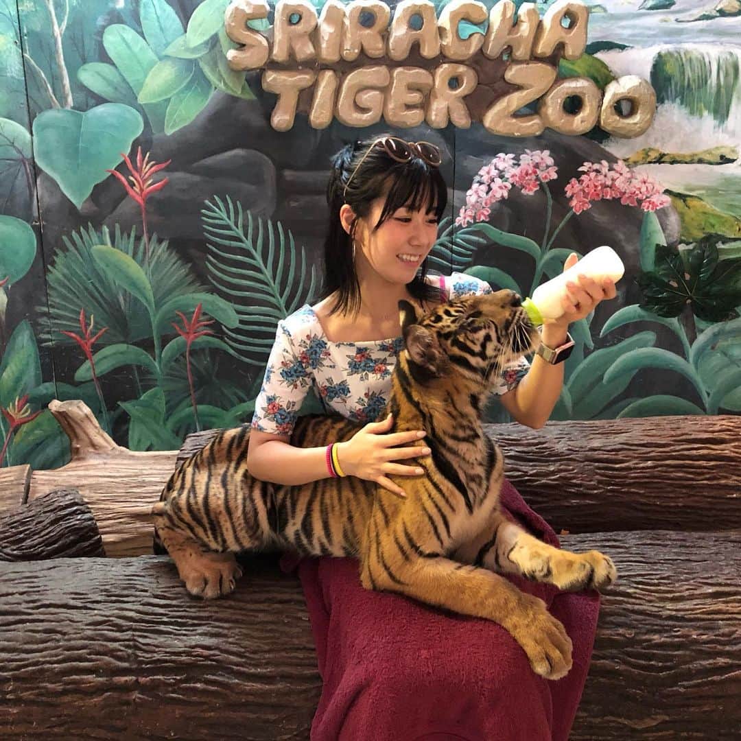 夏奈子さんのインスタグラム写真 - (夏奈子Instagram)「一番大好きな動物❤️🐯 念願の抱っこ！！ ミルクあげれて嬉しかった❤️ 見た目より体重も重くて 手も大きかった〜❤️可愛い。 連れて帰りたかった〜  子供の時の夢は虎を飼うことでした。笑  #タイ #tigerzoo  #thailand  #tiger #baby  #虎 #可愛すぎ #instagood #instadiary #instalike #instamood #instalove #instafollow」7月8日 11時17分 - chankana0609