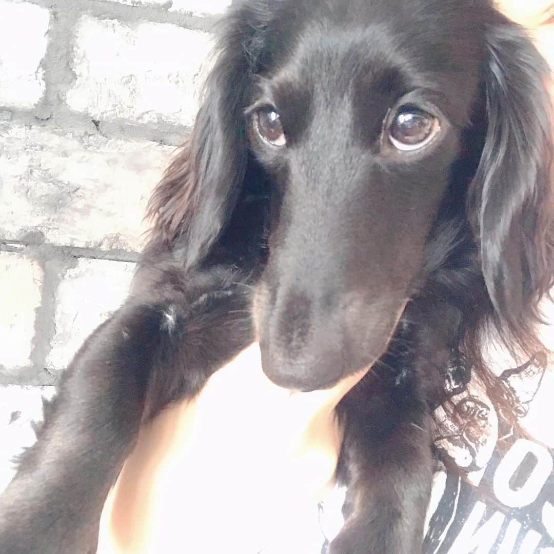 愛内里菜のインスタグラム：「今日のポコチャ配信﻿ １２時３０分からに変更になります！🙇‍♀️﻿ ﻿ ラックも﻿ 今日も登場する気﻿ マンマンです🤣﻿ ﻿ #愛内里菜 改め #R として #歌手 再始動﻿﻿﻿﻿﻿﻿ #垣内りか #垣内倶楽部 ﻿﻿﻿﻿﻿﻿ #新曲 #邦ロック#ミュージック#音楽の力﻿﻿﻿﻿﻿﻿﻿ #音楽﻿﻿﻿ #配信  #ポコチャ﻿ #ダックス すぐに登場したがる🤣﻿ ﻿」