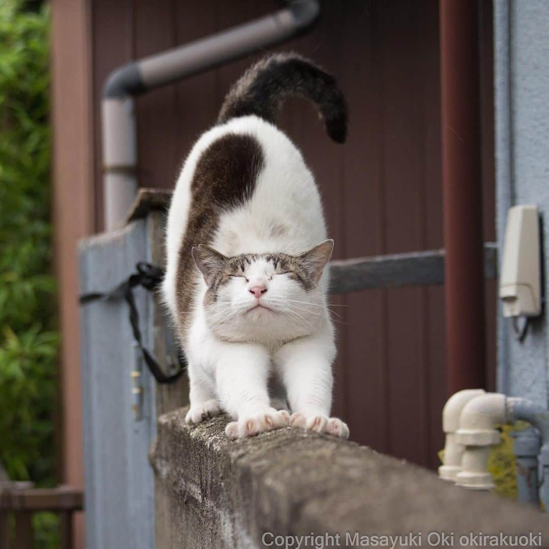 Masayukiさんのインスタグラム写真 - (MasayukiInstagram)「Satoさん、柔軟。  #cat #ねこ」7月8日 11時46分 - okirakuoki