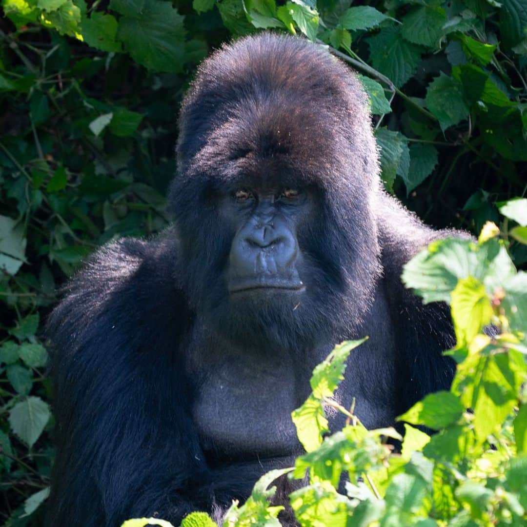 ジュリアン・ハフさんのインスタグラム写真 - (ジュリアン・ハフInstagram)「Oh haaaay 👋🏼🦍」7月8日 3時47分 - juleshough