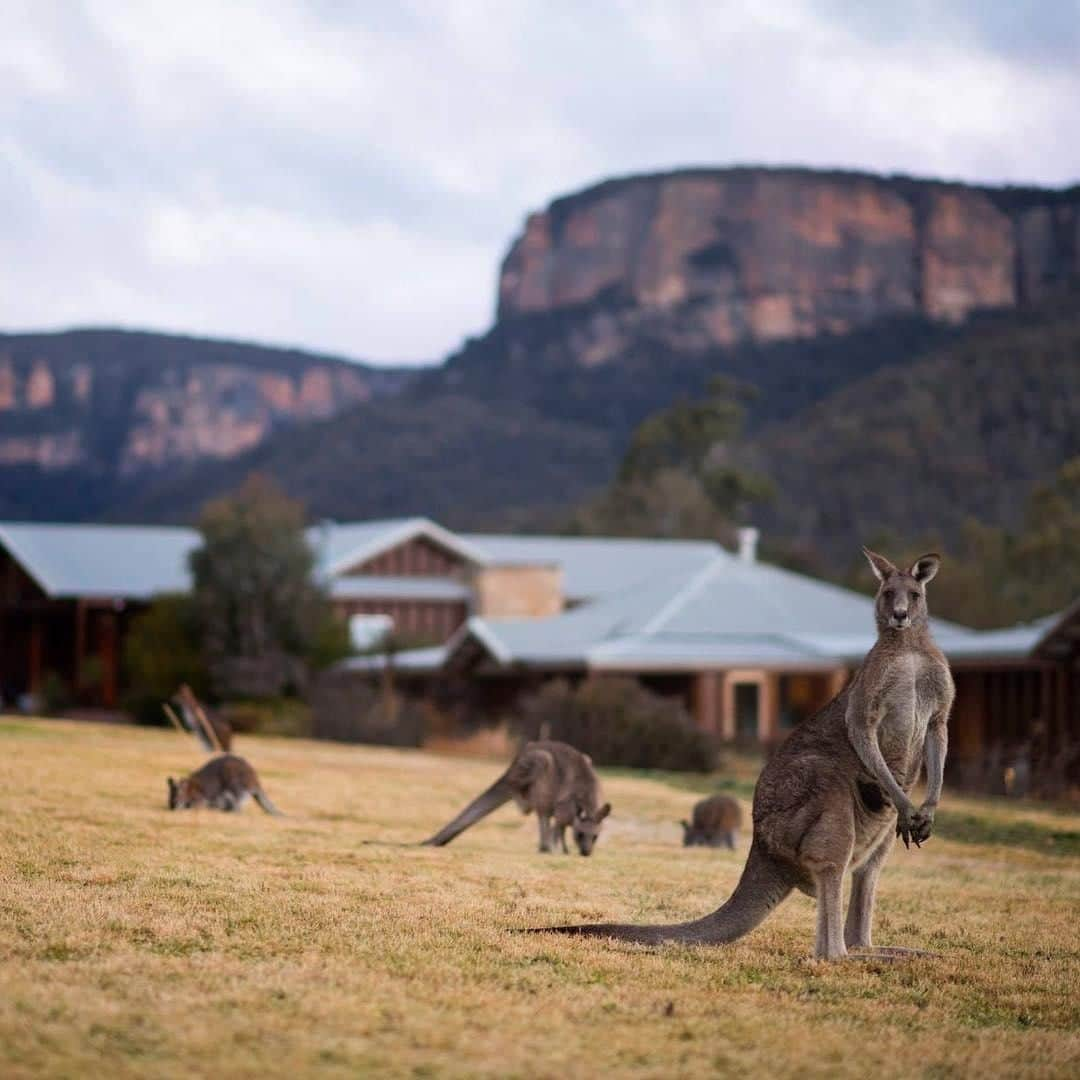 Australiaさんのインスタグラム写真 - (AustraliaInstagram)「“Glad you made it! Just in time for Christmas.” 🎄 @cambloom spotted these roos outside @wolganv, ready for all the ‘Christmas in July’ festivities happening at this @luxurylodgesofaustralia resort. #Yulefest is celebrated mid-winter (which is right about now) in the form of crackling bonfires and delicious feasts in this part of @visitnsw. Book a weekend stay here in the month of July for a Christmas-inspired degustation dinner, cheese and wine tasting, and Yuletide bonfire, all while enjoying spectacular #BlueMountains views and #kangaroos hopping around.  #seeaustralia #newsouthwales #luxurylodgesofaustralia #wolganvalley #wildlifephotography」7月8日 4時00分 - australia