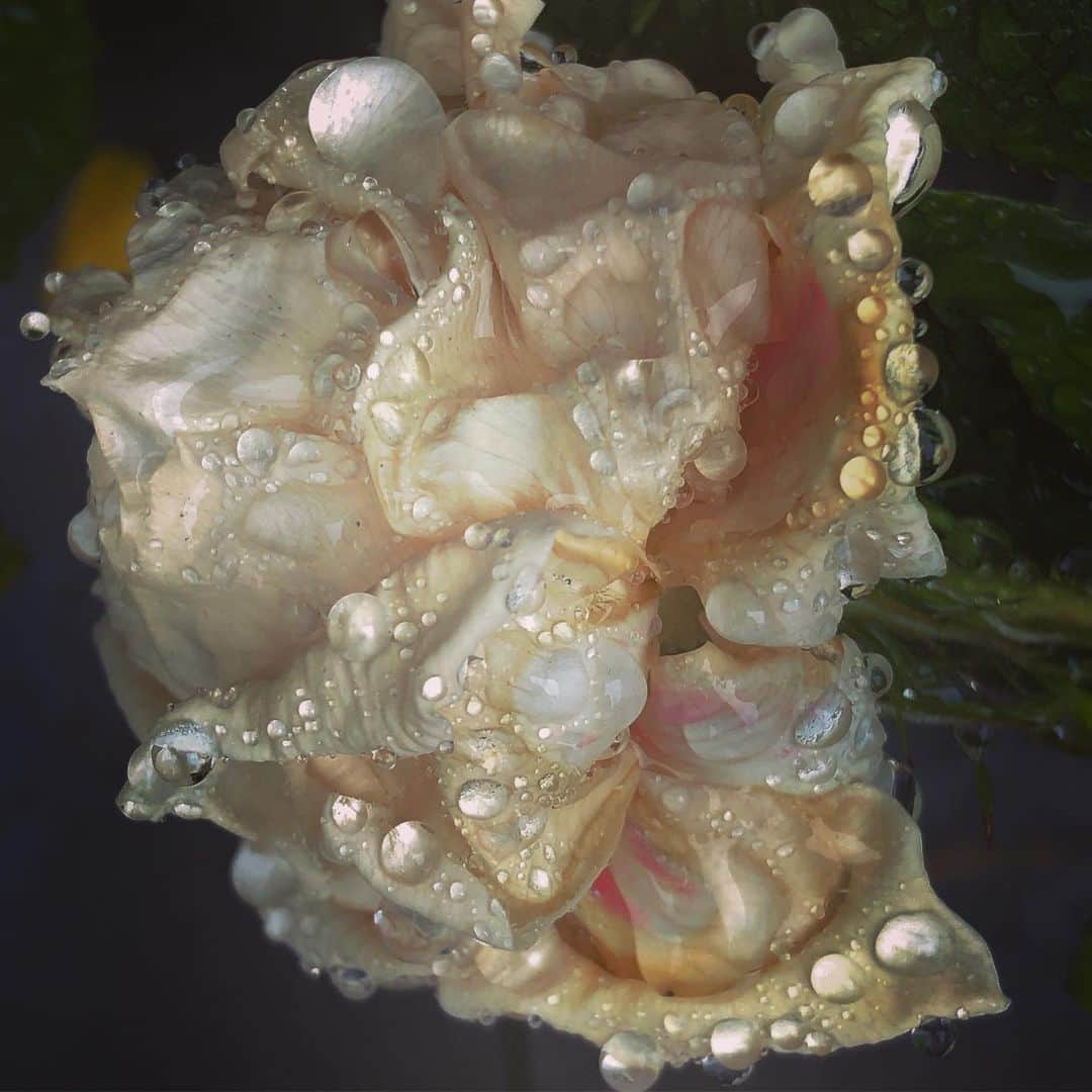 ニック・ナイトさんのインスタグラム写真 - (ニック・ナイトInstagram)「Rose in my garden in the rain .」7月8日 4時00分 - nick_knight