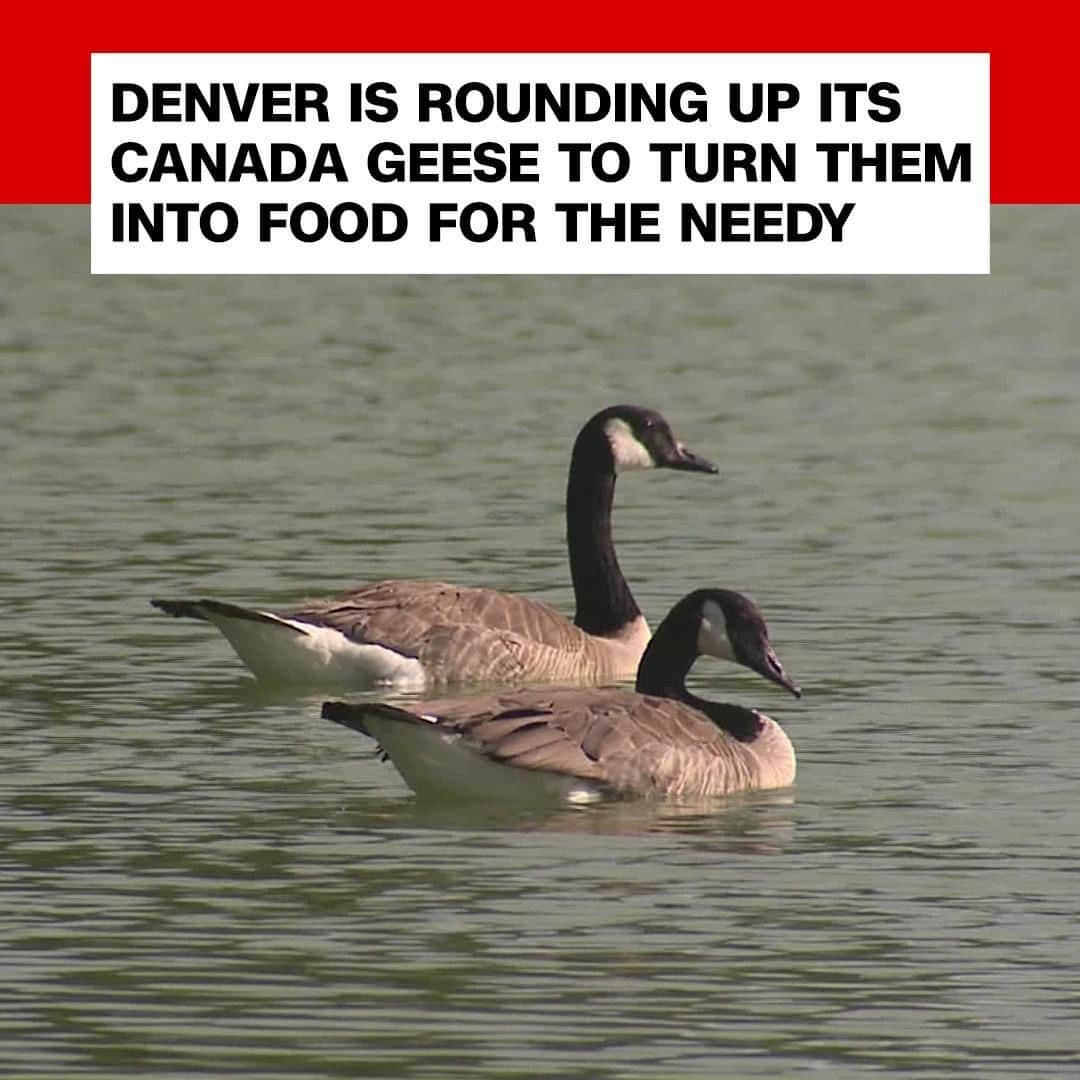 CNNさんのインスタグラム写真 - (CNNInstagram)「The city of Denver is fed up with its growing Canada goose problem, so officials are implementing a new program to process the birds into food for “needy families." There are an estimated 5,000 geese living in Denver, and the city says the birds have led to “increased human conflicts in parks” and other sanitation and maintenance concerns. Canada geese are protected under the Migratory Bird act, but the city obtained authorization from both state and federal governments to manage the population via roundups, according to its website. The USDA says goose meat is safe for human consumption. (📸: KDVR)」7月8日 4時00分 - cnn