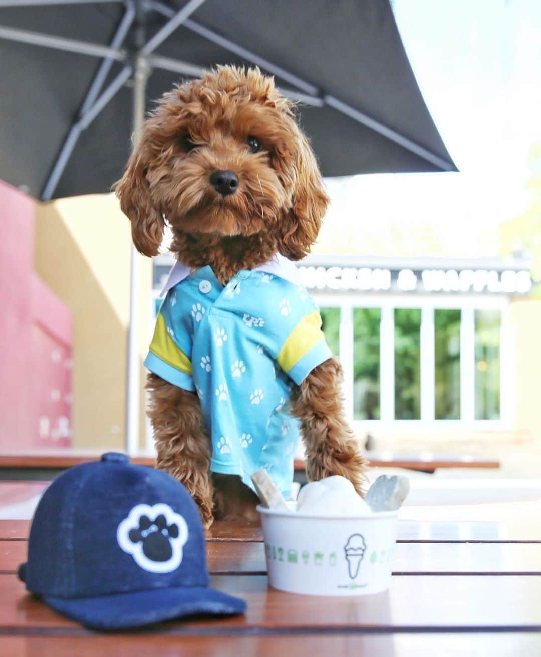 SHAKE SHACKさんのインスタグラム写真 - (SHAKE SHACKInstagram)「The search for our cutest Shack fan is officially over. 😍 (📷: @paysonthepup) #shakeshack」7月8日 4時49分 - shakeshack