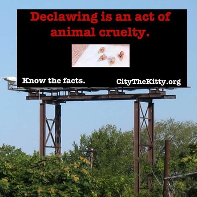 City the Kittyさんのインスタグラム写真 - (City the KittyInstagram)「We are getting ready to do a BIG, "Know The Facts" campaign to educate cat owners in West Michigan about the facts about declawing. Here's a mock up design for one of them. What do you think?  Most veterinarians in this area declaw cats and they deceive the public to think that this inhumane amputation procedure is ok.  Declawing is a big money making business in many vet practices in West Michigan and throughout the country. 😾😾😾 Most cat owners in this area think that if their declawed cats appear to be ok and live many years, then they are ok, but this is far from the truth.  They don't want to accept the facts about declawing because then it will mean they've been wrong and don't want to think they've harmed their beloved cats. 😿 It is disturbing and sad to hear about so many innocent cats who are becoming amputees because the lack of education about the FACTS about declawing and about the easy, humane alternatives.  Join us and send us your billboard ideas.🙏🏻 If we use them, we will send you some City the Kitty items. (Winners must be in the U.S. for shipping purposes.) citythekitty@gmail.com  Know the facts- citythekitty.org  #KnowTheFacts #StopDeclawing  #WestMichigan」7月8日 5時17分 - citythekitty
