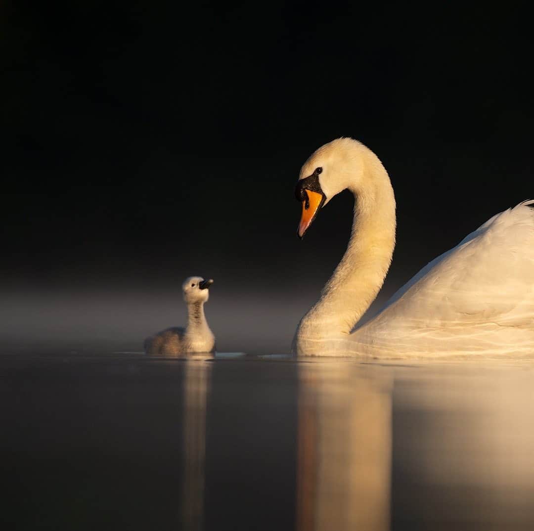 thephotosocietyさんのインスタグラム写真 - (thephotosocietyInstagram)「Photograph by @andyparkinsonphoto/@thephotosociety  Mute swan and cygnet – This image represents another one of those completely unplanned, serendipitous moments. With six cygnets and two adults in front of me the challenge is to try and isolate, to try and find an image that epitomises the feeling of calm and tranquillity. I’ve long tried and failed to photograph a cygnet framed by the sweeping arc of its mothers neck but I did particularly like this moment. I saw the one cygnet on its own and then as I framed the image its mother began to drift slowly into view. Right on cue the little cygnet seemed to reach up towards her, his little neck and head stretching, increasing the feeling of connection between the two. Out of site to the right are some of the other cygnets, behaving less considerately, darting around chasing anything and everything. It was fortunate too that the image was captured at first light, the raking early morning sunshine creating pools of light into which the swans would occasionally glide. When they do then it’s case of fingers crossed, hoping that they turn their heads so that the light illuminates their whole face, free of shadows and distractions. It is exactly because they are in a pool of sunlight, whilst the backdrop behind them is in shadow, that this high contrast effect has been created, my exposure set for the brightly lit adult throwing the shadowed backdrop into extreme underexposure, a thin veil of morning mist still shrouding the lake. Mornings like this have been in short supply this year, the weather it’s fair to say has not been favourable. All the more important then that if the forecast is good to get out there and make the best of it, you just never know what you might be lucky enough to see!」7月8日 5時42分 - thephotosociety