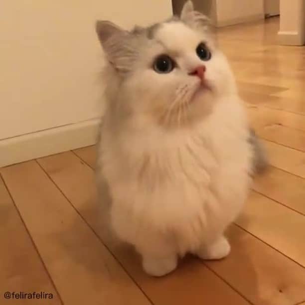 のインスタグラム：「Why need a roomba when I have the fluffiest tail ⠀ ⠀ 📹@felirafelira ⠀ ⠀ #meowed #Munchkin #Persian #mixed #🇯🇵」