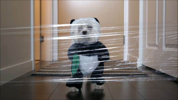 Toby LittleDudeのインスタグラム：「What da fluff? My assistant needs a hobby. #invisiblechallenge 🐼」