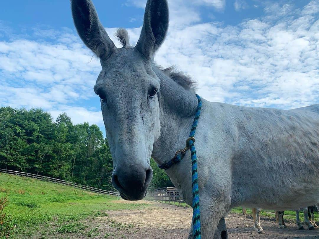 アマンダ・サイフリッドさんのインスタグラム写真 - (アマンダ・サイフリッドInstagram)「There’s nothing quite like a smoldering donkey」7月8日 6時40分 - mingey