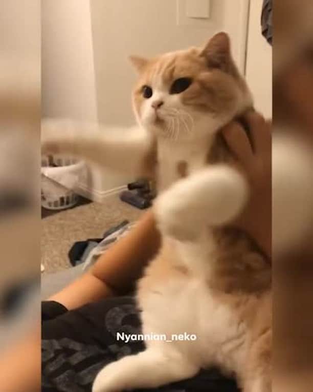 のインスタグラム：「Ameteur dancer⠀ ⠀ 📹@nyannian_neko⠀ ⠀ #meowed #nyannian #年年 #britishshorthair」