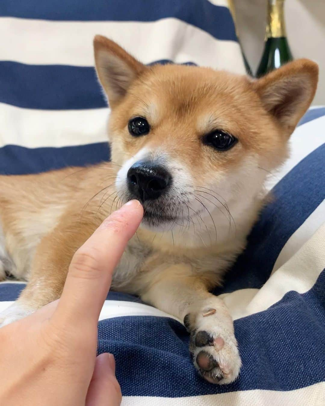 豆柴 サニーちゃんさんのインスタグラム写真 - (豆柴 サニーちゃんInstagram)「. . HELLO〜こんにちわん🐻🐾🌻 . ソファの上で 子熊ちゃんがお手手のケアを していました🐻 . 首回りのお毛毛が抜けて 寒そうだったので 毛布でぐるぐるにしてあげました☺️ . サニー『暑いから抜けたんだけど💦』 . . #子熊ちゃん #babybear🐻 #こぐまちゃん #換毛期真っ只中 #ぐるぐる巻き #大きなお世話 . #柴犬#豆柴 #赤柴 #まめしばいぬ#まめしば#いぬのきもち#ふわもこ部 #サンデイ#サンデイいぬ組#anicas#shiba_snap #shibainu #shiba#mameshiba#shibastagram #豆柴サニーちゃん」7月8日 12時24分 - sunny_rei_32