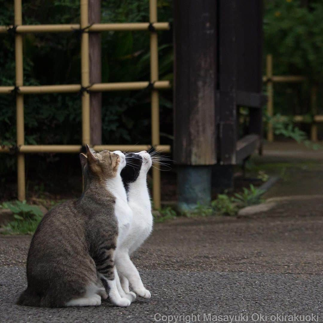 Masayukiさんのインスタグラム写真 - (MasayukiInstagram)「魅入る。  おはようございます。 Good morning from Tokyo Japan ☁️ #cat #ねこ」7月8日 7時18分 - okirakuoki