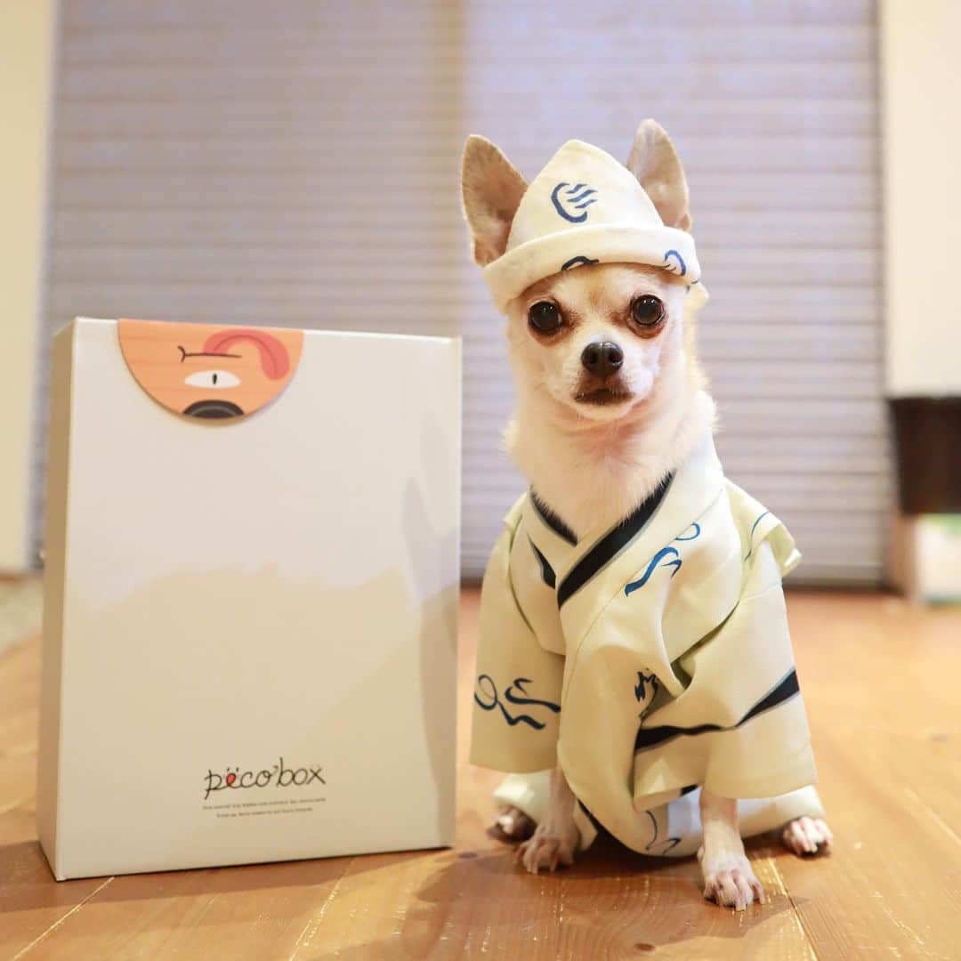 紋次郎さんのインスタグラム写真 - (紋次郎Instagram)「Japanese ghost Pecobox がきたっ！ これ鉢巻じゃないからね ゆって書いてあっても幽霊のつもりだからね（笑） そこんのとこよろしく！ @pecobox_official  #dog#dogstagram#instadog#chihuahua#barkbox#mydogiscutest#buzzfeed#dog_features#fluffypack#barkpack#dogsofinstaworld#dogsofinstagram#犬#チワワ#手作り#handmade#着物#fashion#紋次郎一家#チーム茶#ふわもこ部#igersjp#peco犬部#dogsofinstagram#dogfashion」7月8日 7時23分 - montjiro
