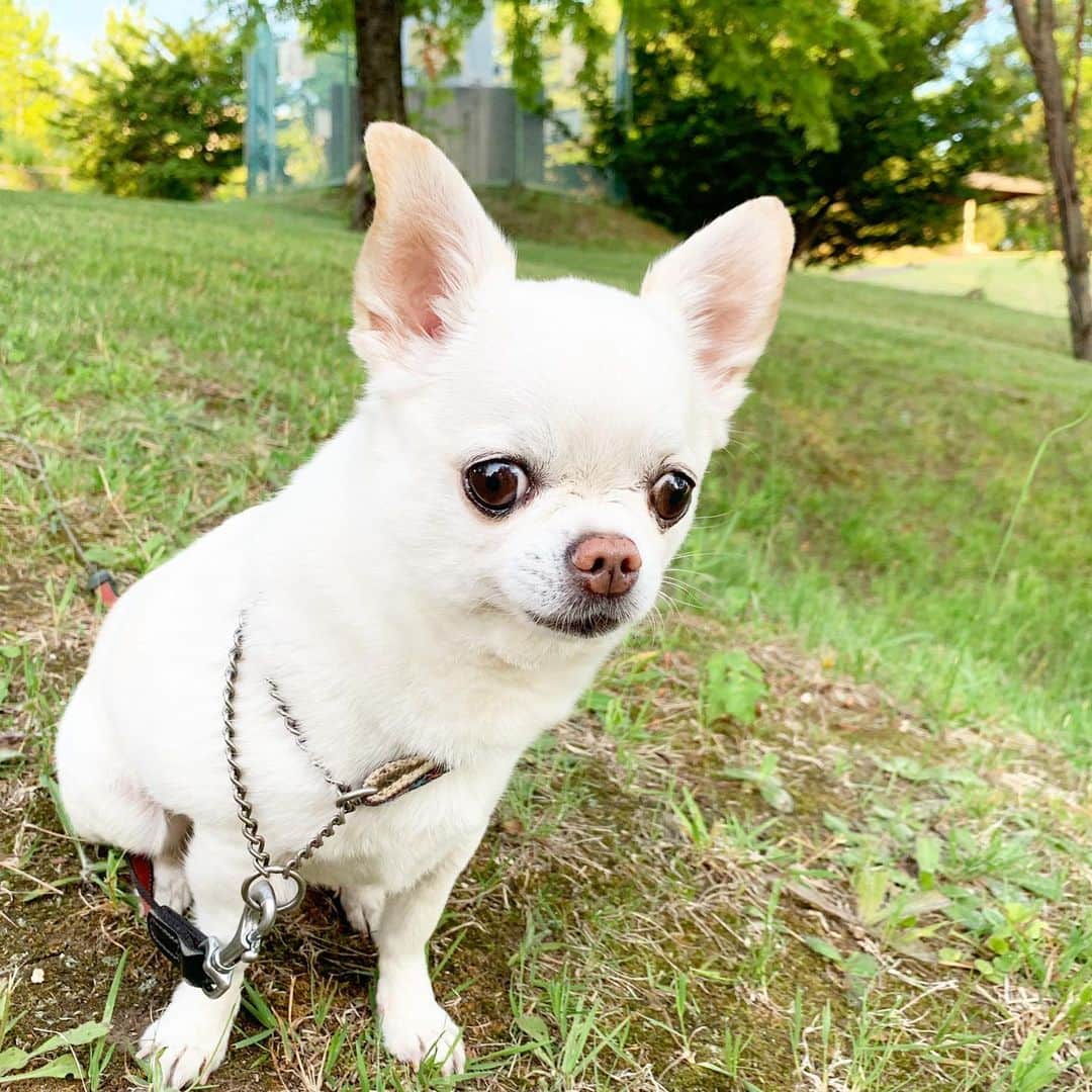KORIKIのインスタグラム：「おはようございます♪ * #dogofsapporo #dog, #dogs, #dogstagram,#chihuahua,#犬バカ部,#チワワ,#koriki, #hanadog #白スムチ連合会, #スムチー,  #dogofthedayjp, #dogoftheday  #ilovemydog #instadog #instapet #WhiteChihuahua  #吉娃娃 #치와와  #dogsofinstagram #Chihuahualover  #チワワの輪 #barkbox #WhiteChihuahuaParty #もふもふモフモフ」