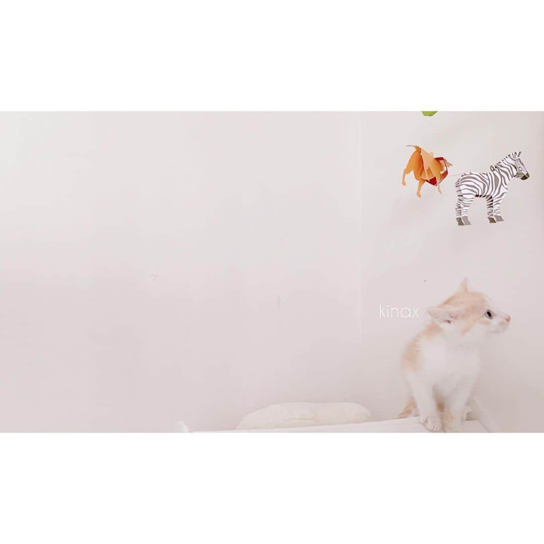 kinaxのインスタグラム：「. good morning(๑′ᴗ‵๑)☀in Japan, and good afternoon, good evening, good night for world friends! . 今日もどんよりな空模様で肌寒いね☁️ . ちびっこ姉さんはお約束通り、 朝からまずわんこをわしゃわしゃしてから こねこたちのトイレとご飯のお世話を🍚 . ちびっこ姉さんが顔を出すと 一所懸命みゃーみゃー鳴くよʕ •́؈•̀ ₎♡ . 早速懐いてくれくれてよかったねぇ♡ かわゆいねぇ♡ . . ケージを開けてあげると少し探検するけど ちっこいのが走り回るのが気になって仕方ないわんこは 吠えるとダメよってされるから ちょっとしょんぼりʕ •́؈•̀ ₎ . . 昨日はたくさんコメントありがとうです(๑′ᴗ‵๑)♡ . ゆっくりお返事させてくださーい♡ . . みんなも楽しい1日を♡ . . #こねこ #いぬとねこ #保護猫 #ソルとルナ #パステル兄弟 #タウンシリーズ #みんなかわいいよ 2019/07/08」