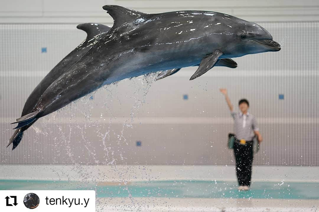 カメラのキタムラさんのインスタグラム写真 - (カメラのキタムラInstagram)「#Repost @tenkyu.y 様 • • • • • • #水族館#東京カメラ部#instagood#イルカ#happy#可愛い#キタムラ写真投稿#鹿児島#green#かっこいい#写真好きな人と繋がりたい#撮影#ファインダー越しの私の世界#sports#スポーツ#α9#ソニー#SONY #SEL100400GM#α#fukuoka_camera #fukuoka_cameraclub」7月8日 8時02分 - camera_kitamura